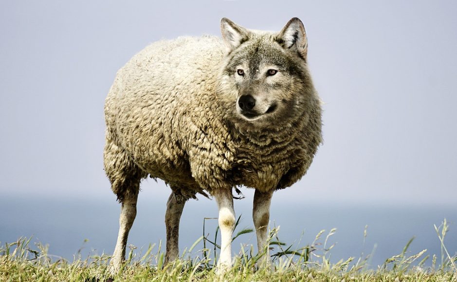 wolf-in-sheeps-clothing-2577813_1280