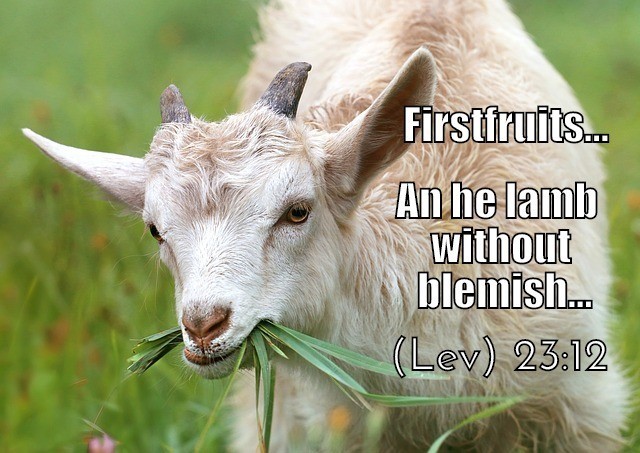 he lamb without blemish