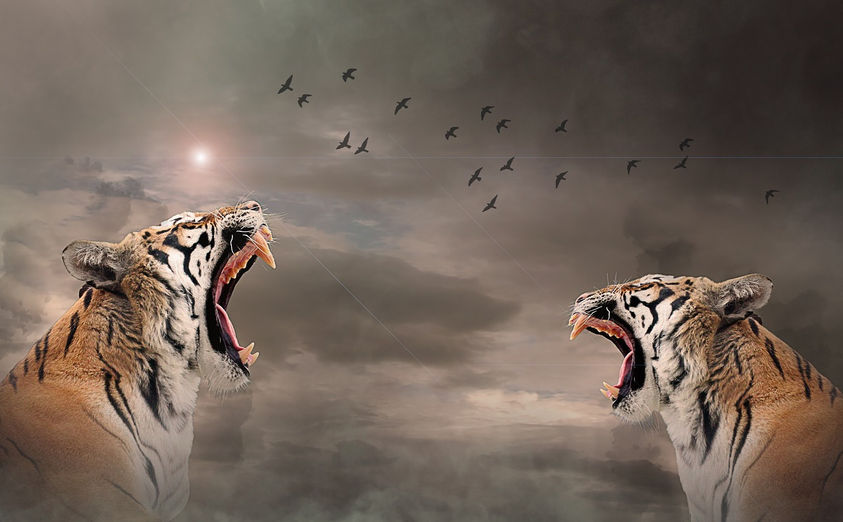 creation-tigers