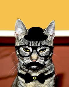 disguised cat
