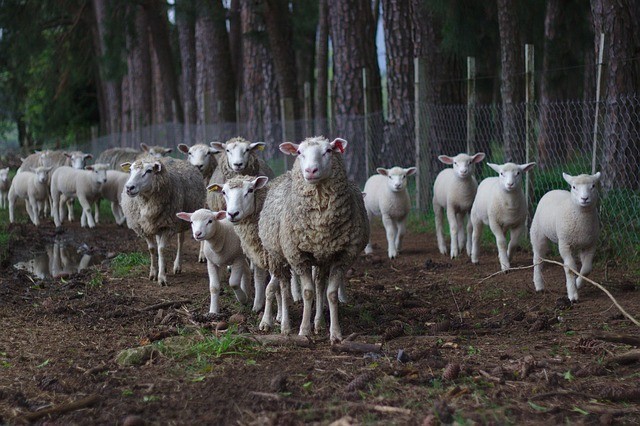 sheep gathering