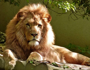 lion of the tribe of Judah-king