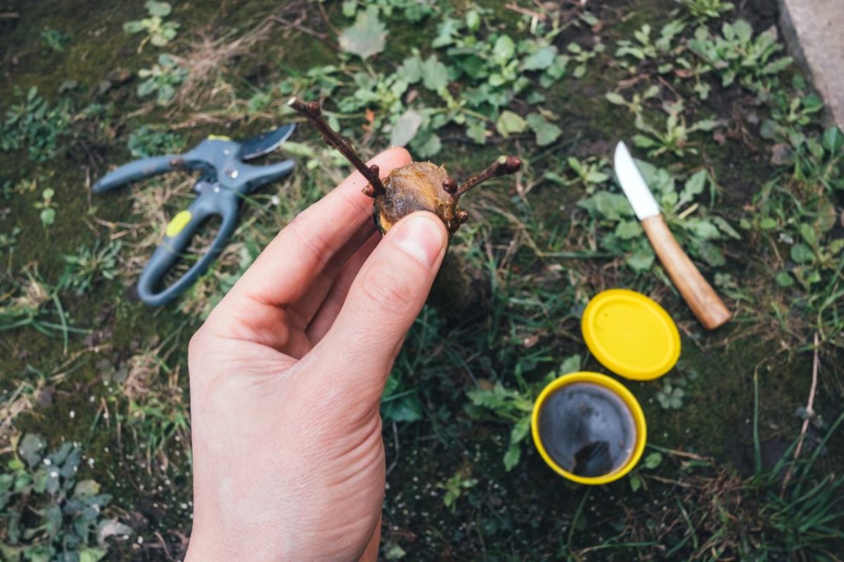 Grafted In Gentiles Explained | Page 2 | Just a Word