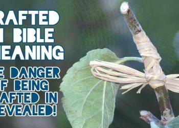 grafted in bible meaning