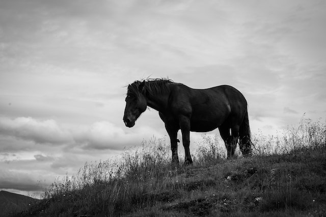 black horse - end of edom and babylon