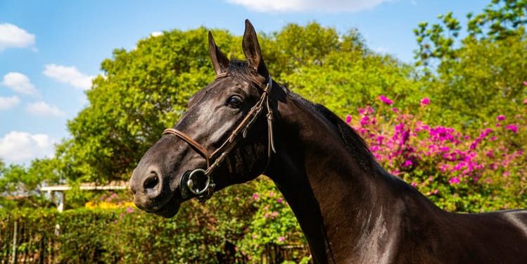 black horse