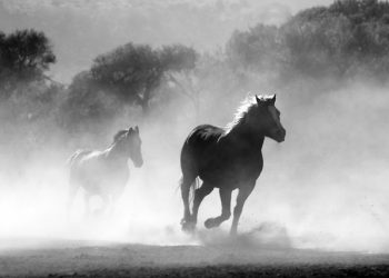 white horse follows the black horse