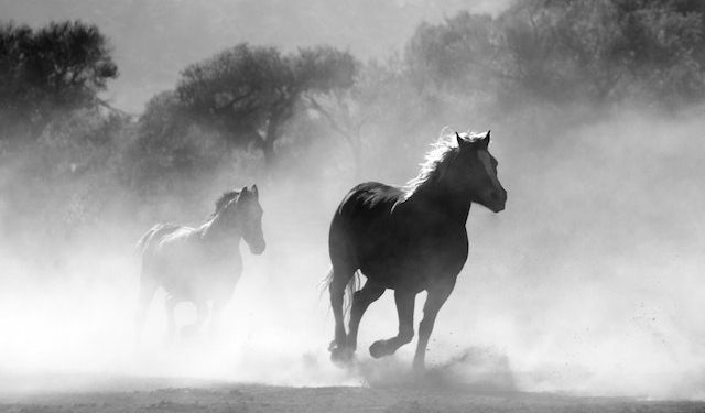 white horse follows the black horse