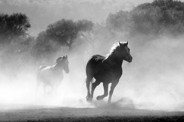 white horse follows the black horse