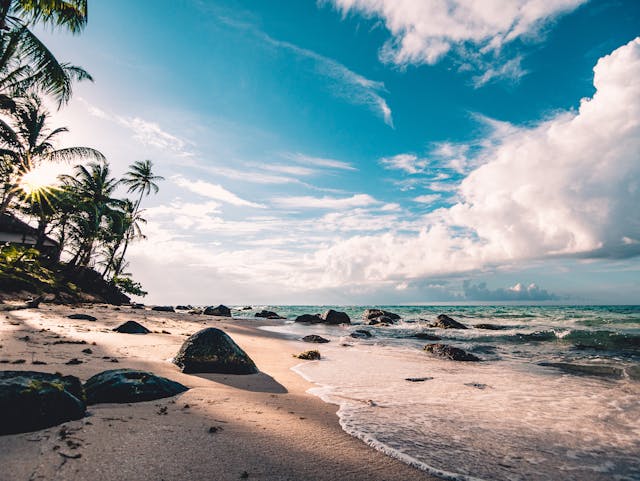 coconut trees by the beach