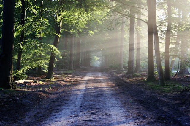 light streaming through a forest