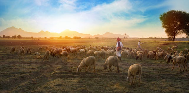 shepherds in the field with sheep