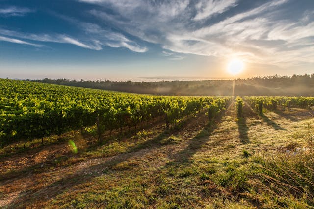 sunlight over a farm