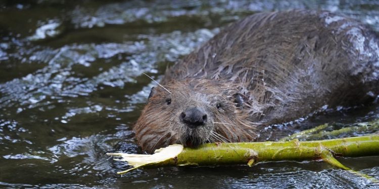 How The Beaver Proves That Saturday Is Sabbath Day