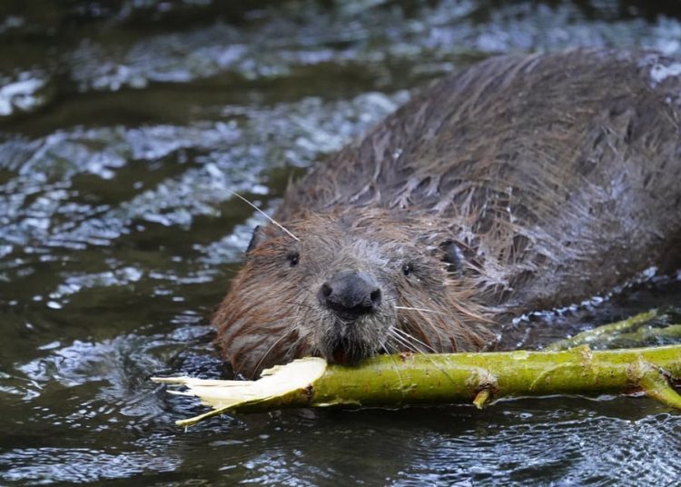 How The Beaver Proves That Saturday Is Sabbath Day