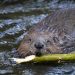 How The Beaver Proves That Saturday Is Sabbath Day