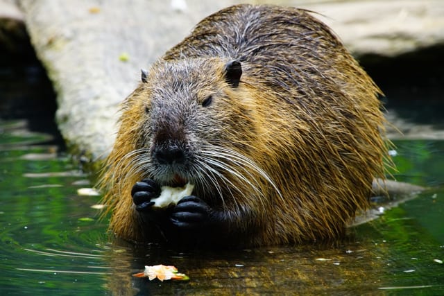 beaver eating