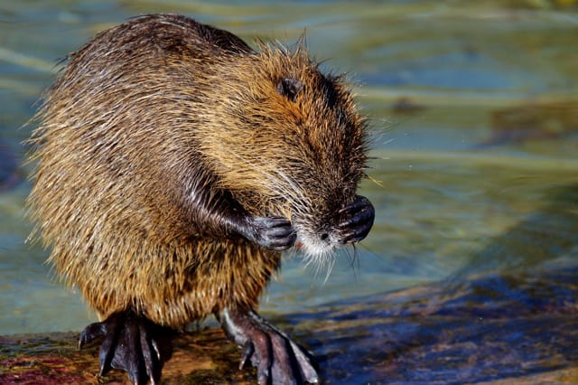 beaver grooming