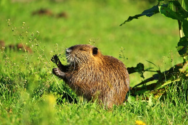 beaver in grass eating