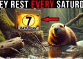 Why Do Beavers Rest EVERY Sabbath? (Video)