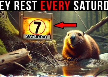 Why Do Beavers Rest EVERY Sabbath? (Video)