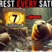 Why Do Beavers Rest EVERY Sabbath? (Video)
