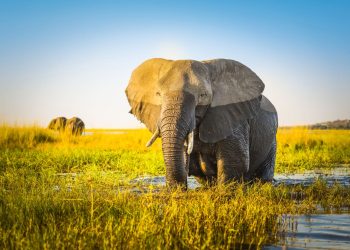 promised land is in the south - elephant-south-africa