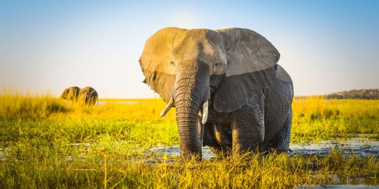 promised land is in the south - elephant-south-africa