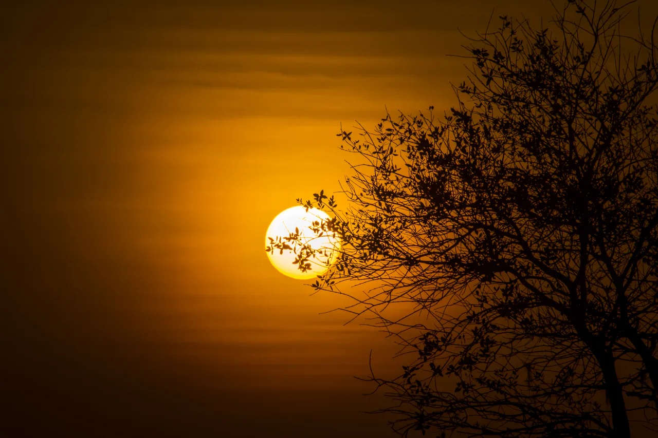 sun-fiery-sunrise-silhouette-of-a-tree